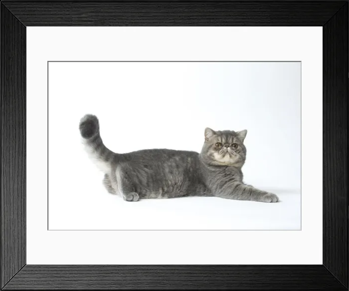 Framed Print : Picture No. 11807587 Framed Print : Picture No. 11807587