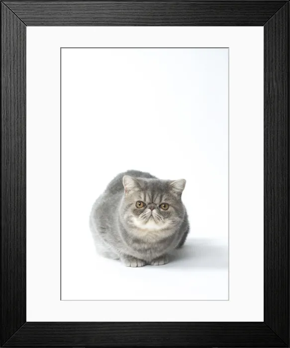 Framed Print : Picture No. 11807585 Framed Print : Picture No. 11807585