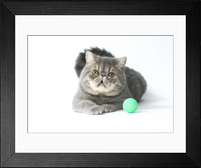Framed Print : Picture No. 11807589 Framed Print : Picture No. 11807589