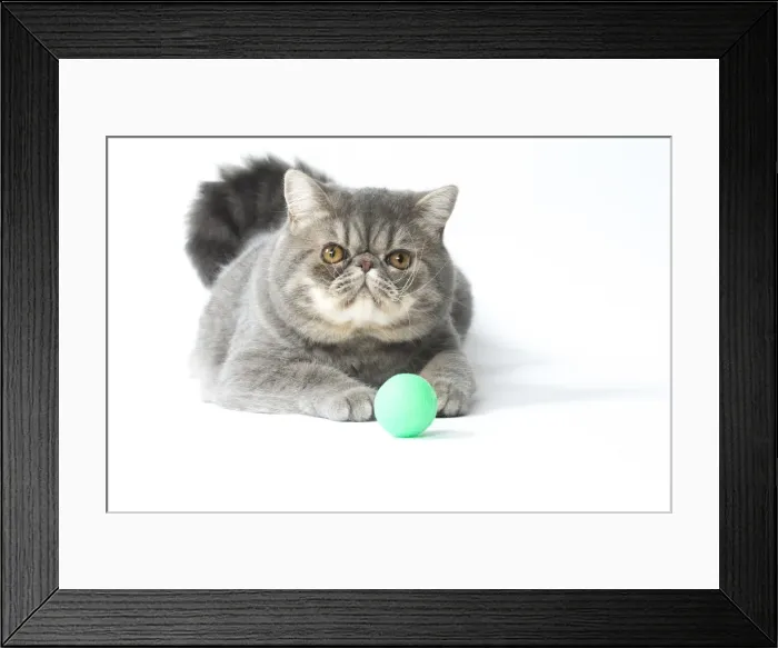 Framed Print : Picture No. 11807590 Framed Print : Picture No. 11807590