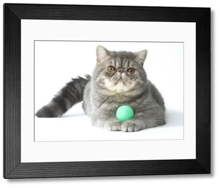 Framed Print : Picture No. 11807591