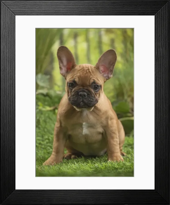 Framed Print : Picture No. 11807592 Framed Print : Picture No. 11807592