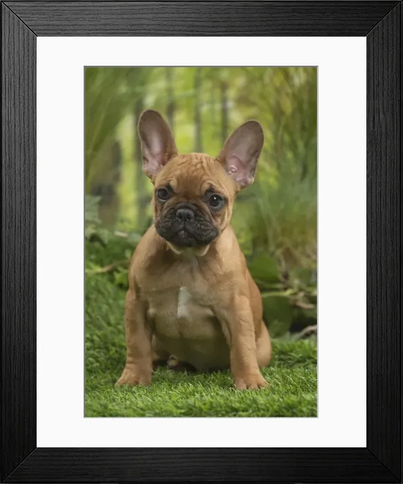 Framed Print : Picture No. 11807593 Framed Print : Picture No. 11807593
