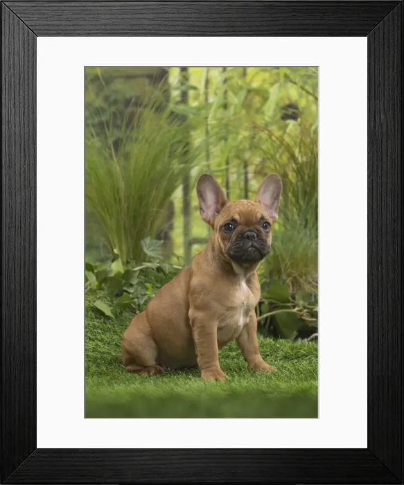 Framed Print : Picture No. 11807598 Framed Print : Picture No. 11807598