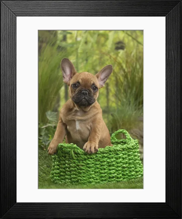 Framed Print : Picture No. 11807600 Framed Print : Picture No. 11807600