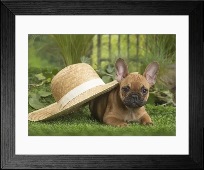 Framed Print : Picture No. 11807604 Framed Print : Picture No. 11807604