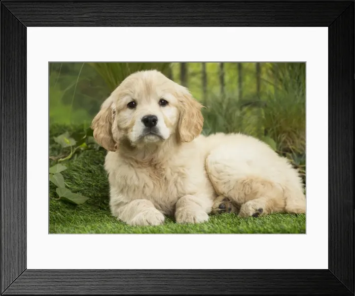 Framed Print : Picture No. 11807605 Framed Print : Picture No. 11807605