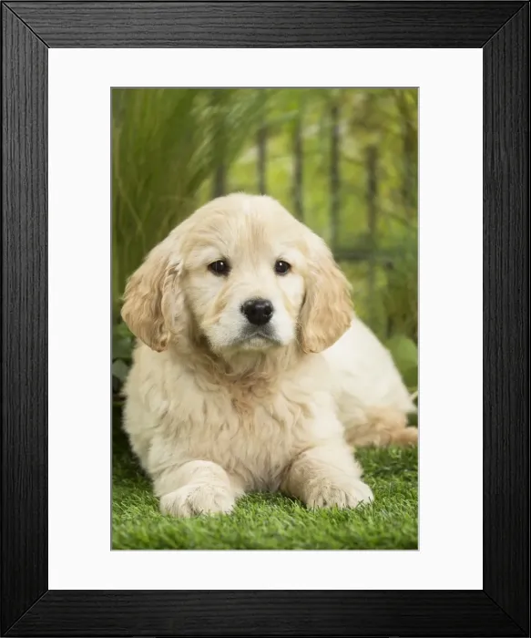 Framed Print : Picture No. 11807606 Framed Print : Picture No. 11807606