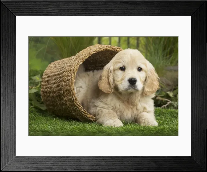 Framed Print : Picture No. 11807608 Framed Print : Picture No. 11807608