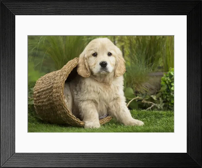 Framed Print : Picture No. 11807609 Framed Print : Picture No. 11807609