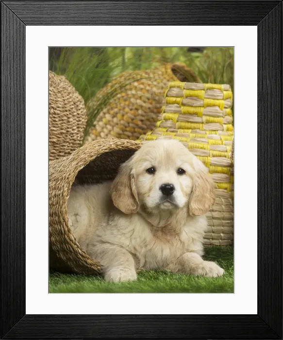 Framed Print : Picture No. 11807611 Framed Print : Picture No. 11807611
