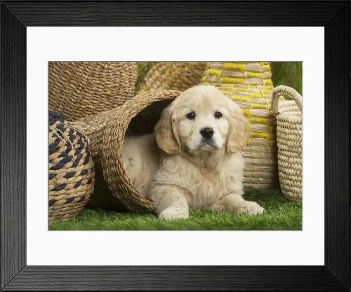 Framed Print : Picture No. 11807612 Framed Print : Picture No. 11807612