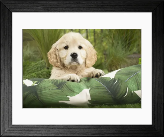 Framed Print : Picture No. 11807620 Framed Print : Picture No. 11807620