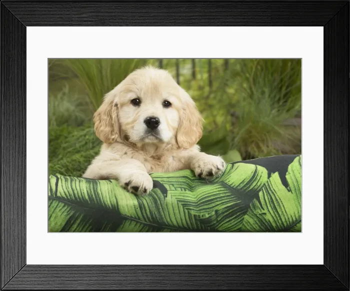 Framed Print : Picture No. 11807621 Framed Print : Picture No. 11807621