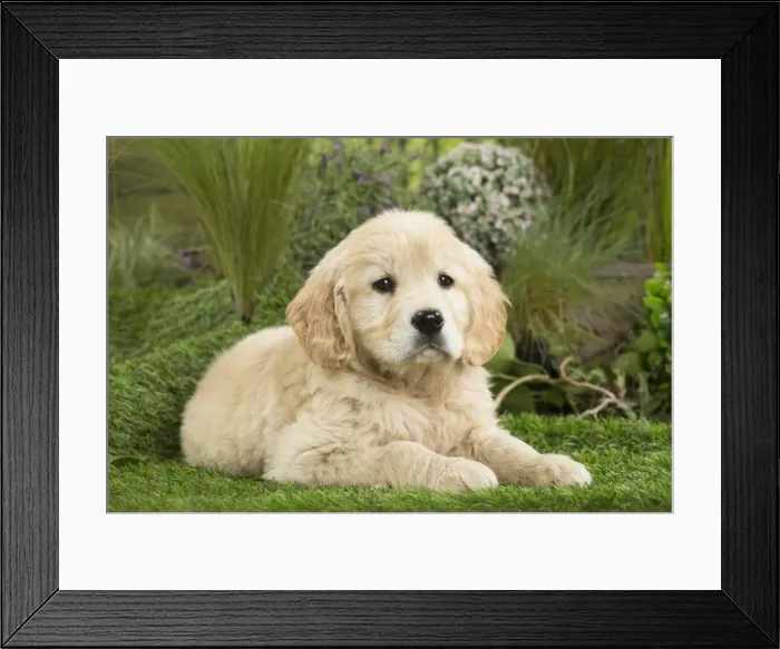 Framed Print : Picture No. 11807623 Framed Print : Picture No. 11807623
