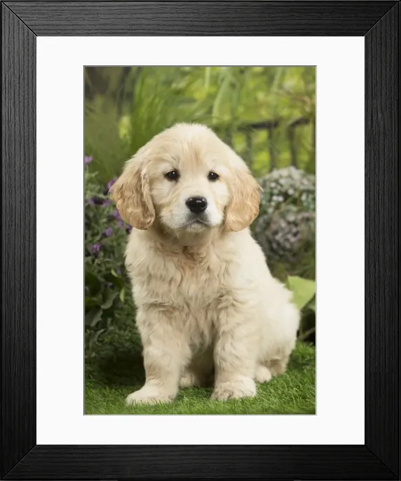 Framed Print : Picture No. 11807624 Framed Print : Picture No. 11807624