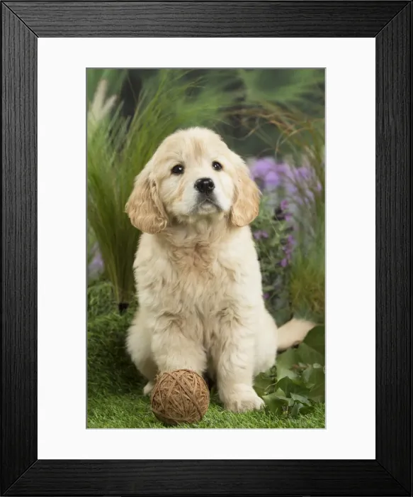Framed Print : Picture No. 11807629 Framed Print : Picture No. 11807629