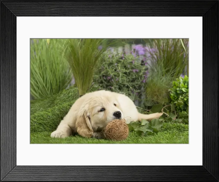 Framed Print : Picture No. 11807630 Framed Print : Picture No. 11807630