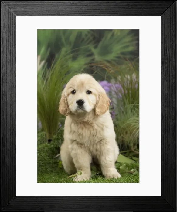 Framed Print : Picture No. 11807632 Framed Print : Picture No. 11807632