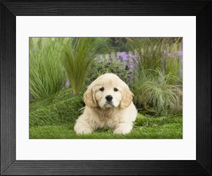 Framed Print : Picture No. 11807633 Framed Print : Picture No. 11807633