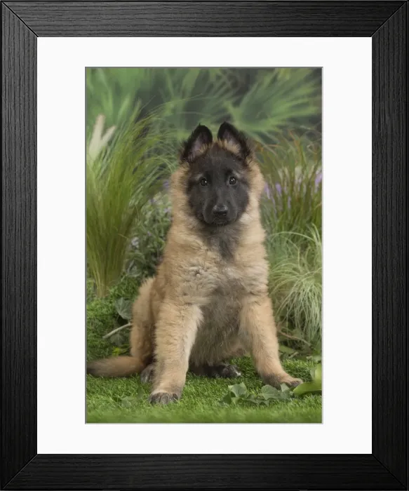 Framed Print : Picture No. 11807635 Framed Print : Picture No. 11807635