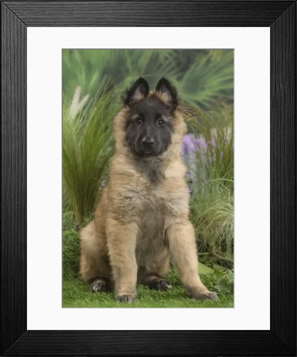 Framed Print : Picture No. 11807636