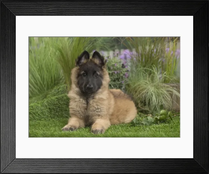 Framed Print : Picture No. 11807637 Framed Print : Picture No. 11807637