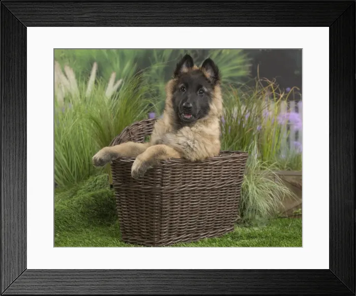 Framed Print : Picture No. 11807638 Framed Print : Picture No. 11807638