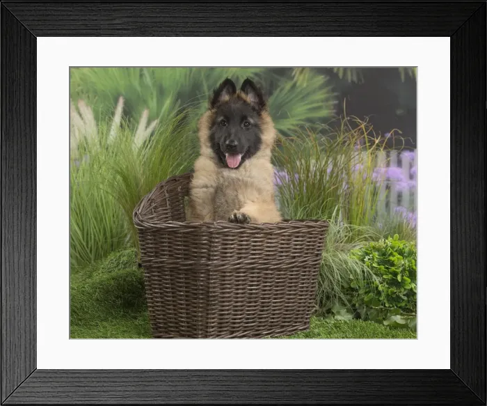 Framed Print : Picture No. 11807639 Framed Print : Picture No. 11807639
