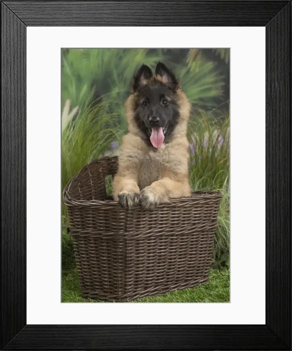 Framed Print : Picture No. 11807640 Framed Print : Picture No. 11807640