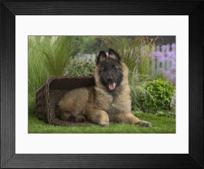 Framed Print : Picture No. 11807641 Framed Print : Picture No. 11807641