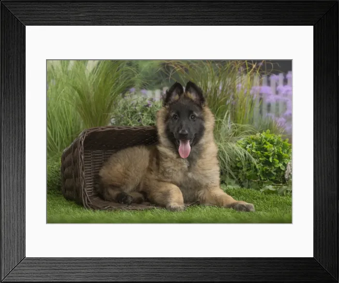 Framed Print : Picture No. 11807642 Framed Print : Picture No. 11807642