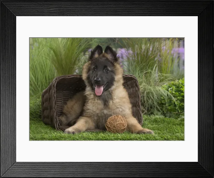 Framed Print : Picture No. 11807643 Framed Print : Picture No. 11807643