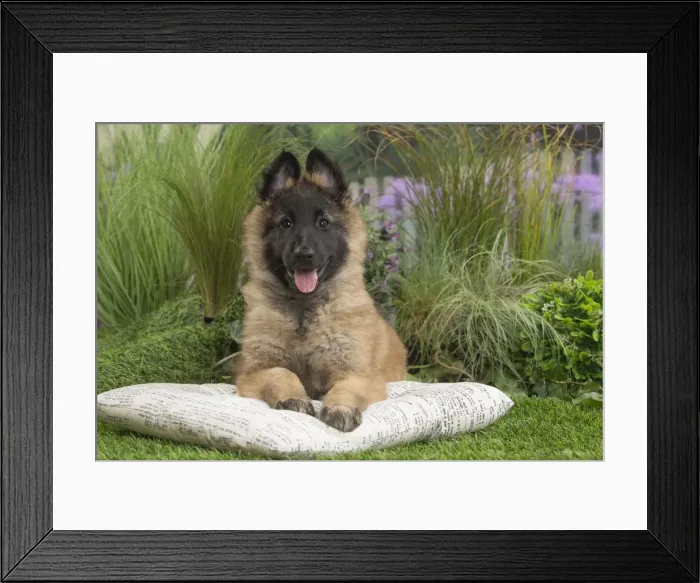 Framed Print : Picture No. 11807644 Framed Print : Picture No. 11807644