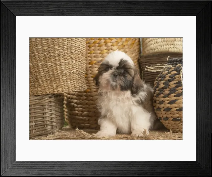 Framed Print : Picture No. 11807645 Framed Print : Picture No. 11807645