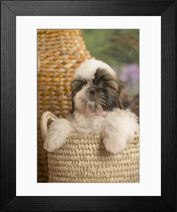Framed Print : Picture No. 11807646 Framed Print : Picture No. 11807646