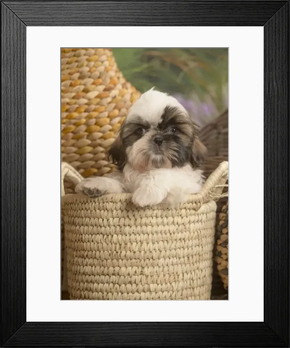 Framed Print : Picture No. 11807647 Framed Print : Picture No. 11807647