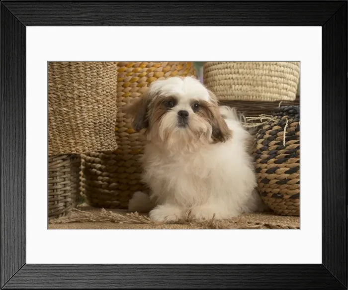 Framed Print : Picture No. 11807648 Framed Print : Picture No. 11807648