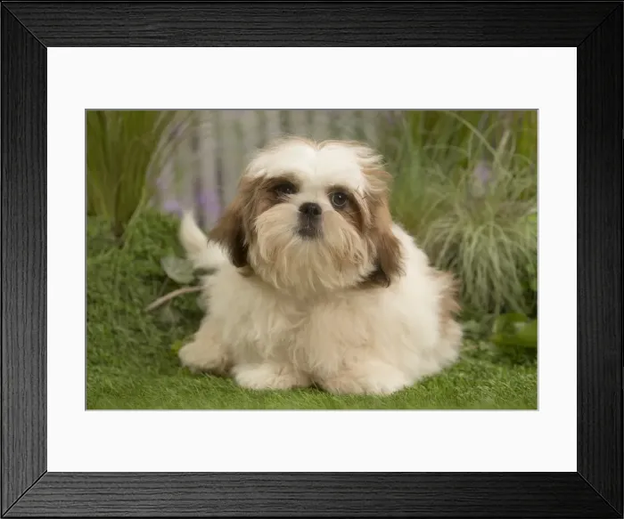 Framed Print : Picture No. 11807650 Framed Print : Picture No. 11807650