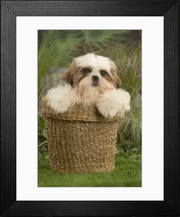 Framed Print : Picture No. 11807651 Framed Print : Picture No. 11807651