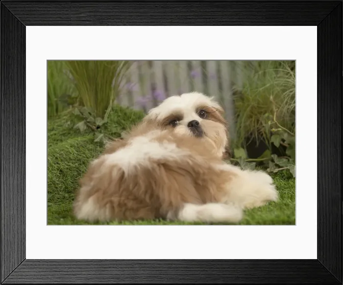 Framed Print : Picture No. 11807653 Framed Print : Picture No. 11807653