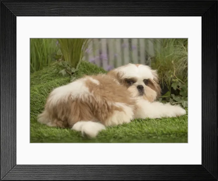 Framed Print : Picture No. 11807654 Framed Print : Picture No. 11807654