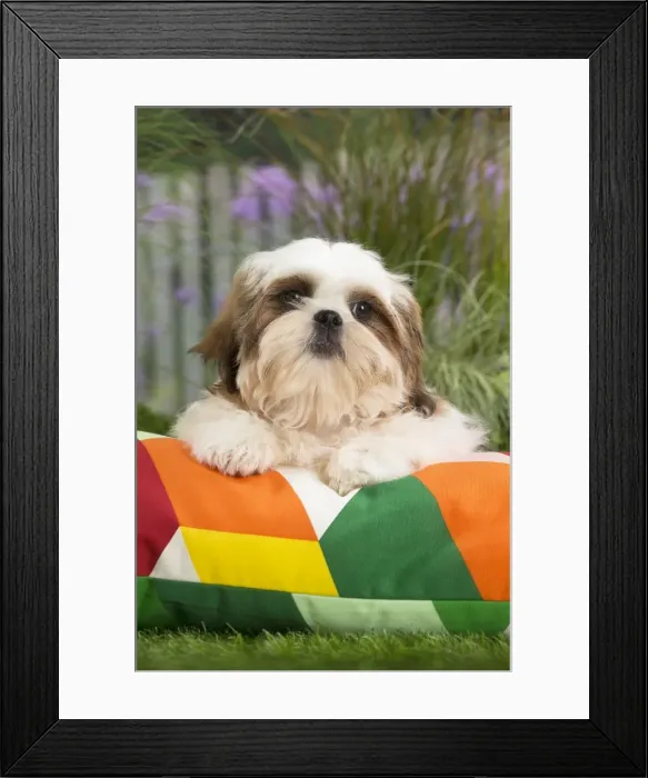 Framed Print : Picture No. 11807659 Framed Print : Picture No. 11807659