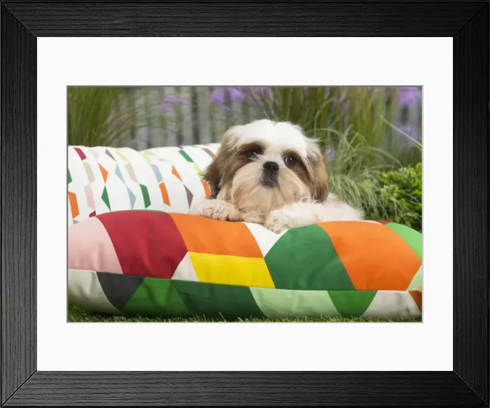Framed Print : Picture No. 11807661 Framed Print : Picture No. 11807661