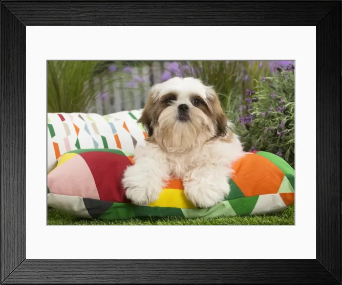 Framed Print : Picture No. 11807662 Framed Print : Picture No. 11807662