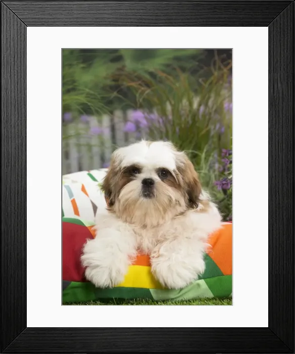 Framed Print : Picture No. 11807663 Framed Print : Picture No. 11807663