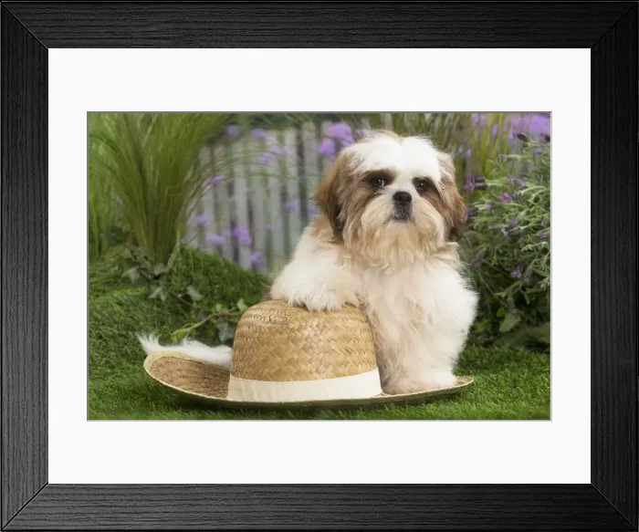 Framed Print : Picture No. 11807666 Framed Print : Picture No. 11807666