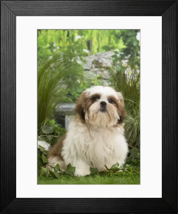 Framed Print : Picture No. 11807668 Framed Print : Picture No. 11807668