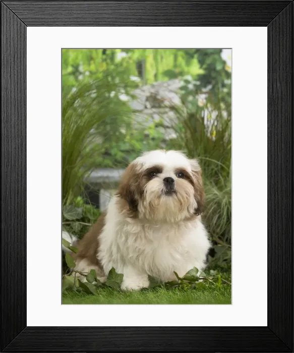 Framed Print : Picture No. 11807669 Framed Print : Picture No. 11807669