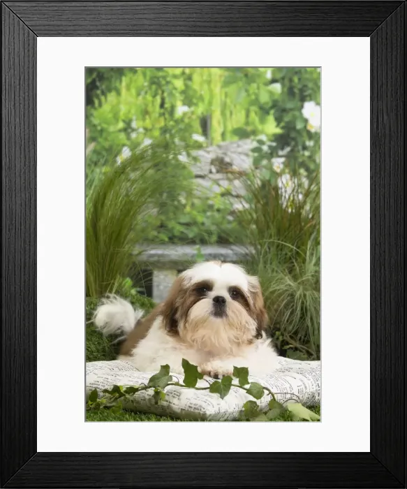 Framed Print : Picture No. 11807670 Framed Print : Picture No. 11807670